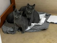 Koca kafa british shorthair bebeklerimiz