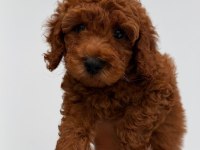 Poodle Bebekler