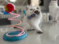 British Longhair kardeşler