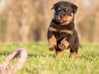 Koca kafa rottweiler yavrularım