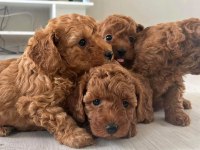 RED BROWN TOY POODLE YAVRULAR