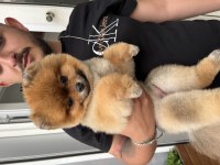 Teddy Bear pomeranian boo