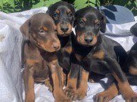 Safkan doberman yavrular