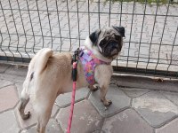 SAHİBİNDEN EĞİTİMLİ DİŞİ PUG