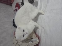 Sahibinden beyaz scottish fold