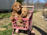 Toy poodle Yavrularımız
