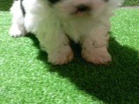 Dişi shih tzu bebeğim