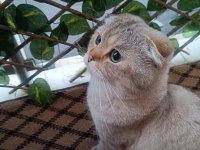Scottish Fold Kedimize Sıcak Yuva Arıyoruz