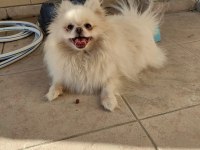 Pomeranian Yavrularımız