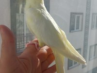 Lutino Sultan Papağanı Dişi Hazır