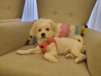 4 Aylık Aşılı Tuvalet Eğitimli Dişi Maltese Terrier