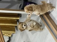 4 Aylık ERKEK MALTİPOO