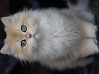British longhair erkek kedimiz