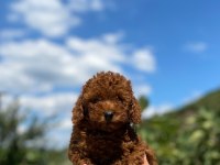 Toy poodle yavrularımız