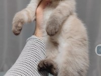Teslime hazır yavru british shorthair
