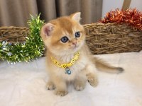 GOLDEN NY12 AYI SURATLI BRİTİSH BEBEKLER
