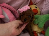 Toy poodle bebekleri