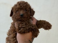 Erkek Ve Dişi Kg Garantili Toy Poodle Bebekler