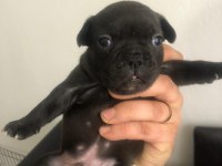 Black ve black Merle french bulldog yavrularımız