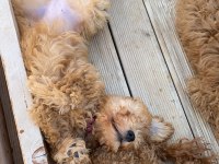 Yavru Poodle