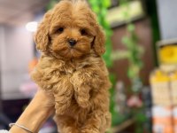 Erkek maltipoo köpeği