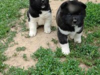 Ayı kafa AMERİCAN akita