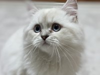 OYUNCU BRİTİSH LONGHAİR ERKEK