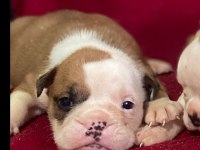 ORJİNAL İNGİLİZ BULDOG BEBEKLER