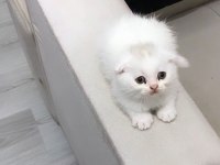 Yeni doğan scottish fold