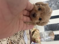 3 Kg Garantili Maltipoo Bebekler