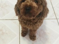 Mama Karşılığı Poodle