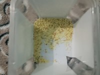 İpek böceği yumurtası