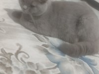 British shorthair erkek 7 aylık