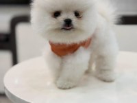 400 GR TAM TEACUP BOY ORJİNAL BEYAZ POMERANİAN YAVRUMUZ