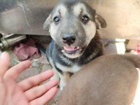 3 dişi yavru köpeğe yuva arıyorum