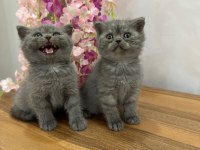 British Shorthair Kedimiz