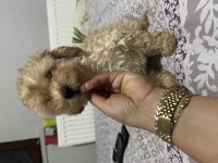 Erkek Maltipoo Bebeğimiz