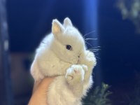 SAFKAN HOLLANDA LOP MİNİ LOP VE CÜCE TAVŞANLAR
