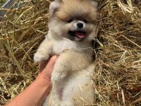 PORTAKAL GİBİ TURUNCU POMERANİAN BOO