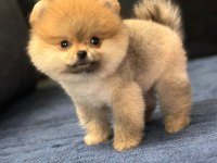 POMERANİAN BOO BEBEKLER
