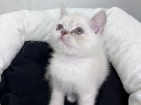 Exotic Shorthair ve Scottish Fold Bebekler