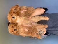Burkem çiftliğimizden safkan toy poodle