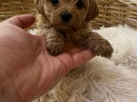 Tea Cup Poodle Bebeler