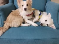 Pomeranian Japon spitz kardeşler