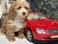 MİNİ MALTİPOO YAVRULARIMIZ