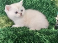 BRİTİSH SHORTHAİR SAFKAN