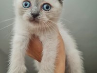 2 aylık bu sevimli scottish fold