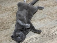 7 aylık erkek british shorthair kedimiz
