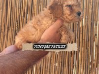 SEVİMLİ IRK TOY POODLE