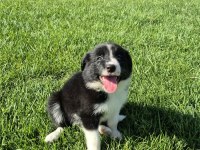 Üstün zekalı akıl küpü siyah ve kahve Border Collie
